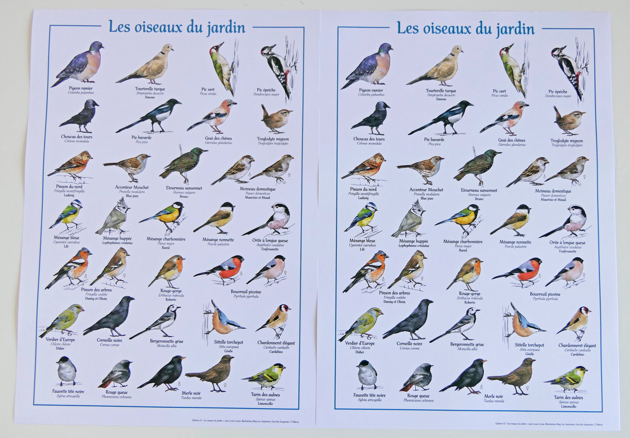 Différents types d'oiseaux partageant un bain d'oiseaux affiche de jardin  toile en