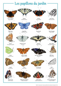 Affiche "les papillons du jardin"