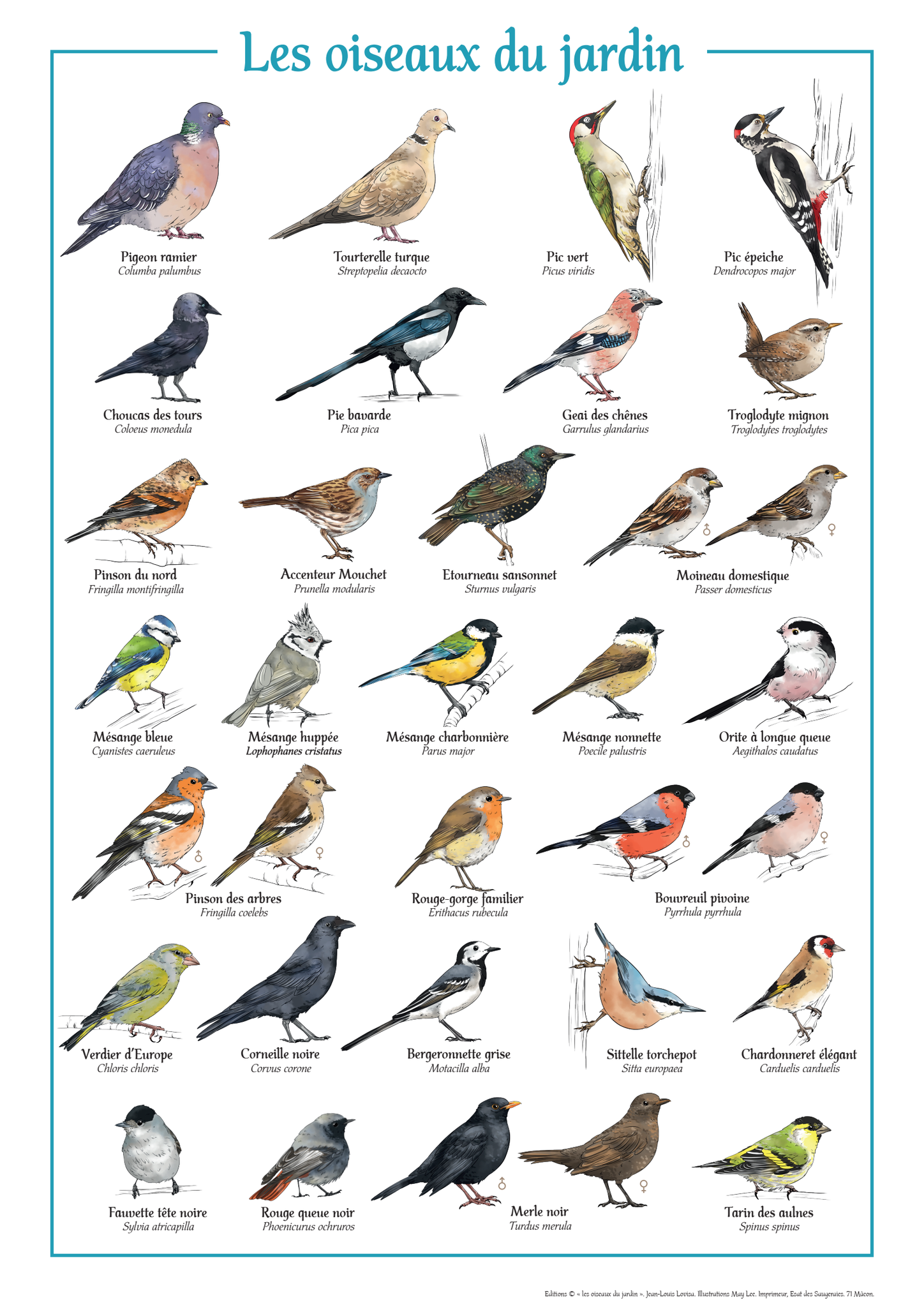 Affiche oiseaux du jardin 