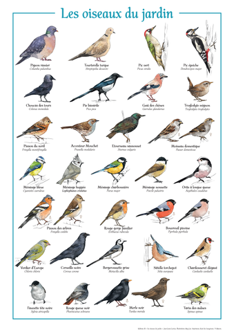 Affiche oiseaux du jardin 